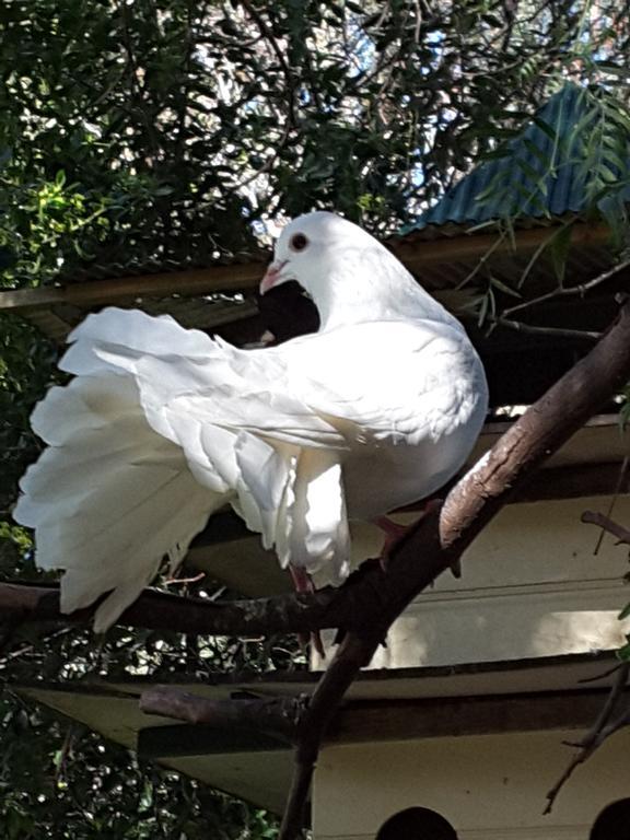 The Dove Cote Bed & Breakfast Tanunda Exterior photo