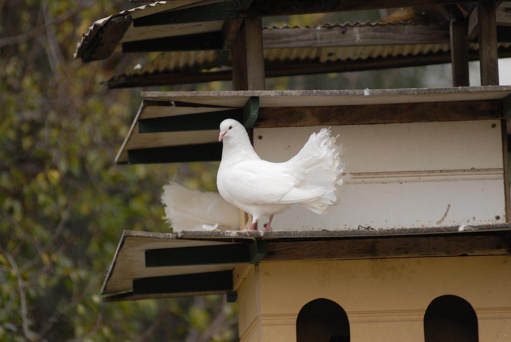 The Dove Cote Bed & Breakfast Tanunda Exterior photo
